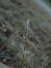 Aristida congesta barbicollis