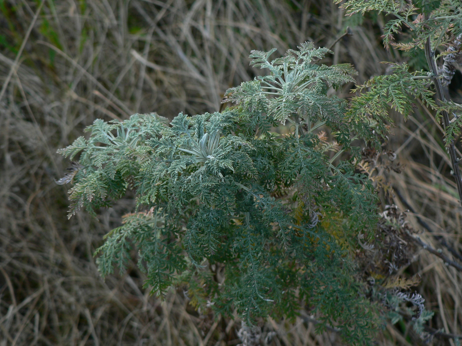 African wormwood (Artemisia afra)  iNaturalist