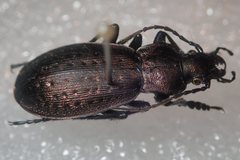 Carabus fairmairei
