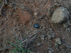 Rhipicephalus evertsi