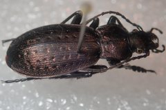 Carabus fairmairei