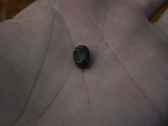 Rhipicephalus evertsi