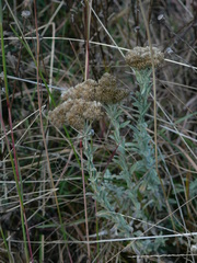 Helichrysum splendidum