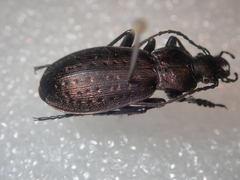 Carabus fairmairei
