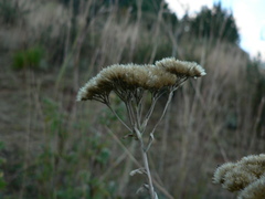 Helichrysum splendidum