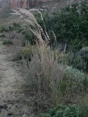 Miscanthus ecklonii