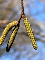 Betula utilis albosinensis