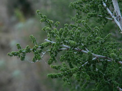 Asparagus microraphis