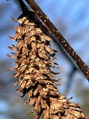 Betula utilis albosinensis