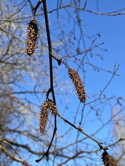 Betula utilis albosinensis