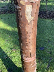Betula utilis albosinensis