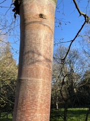 Betula utilis albosinensis