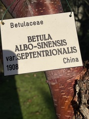 Betula utilis albosinensis