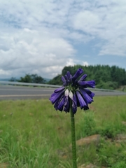 Agapanthus inapertus