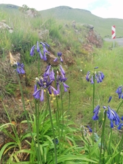 Agapanthus inapertus