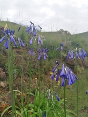 Agapanthus inapertus