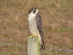 Falco peregrinus pealei