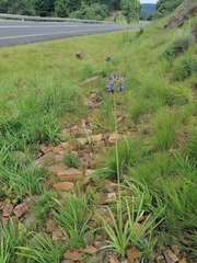 Agapanthus inapertus