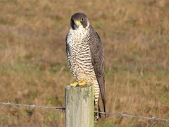 Falco peregrinus pealei