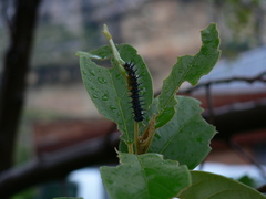 Acraea horta