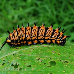 Troidini
