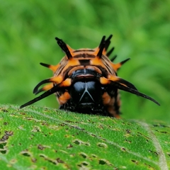 Troidini