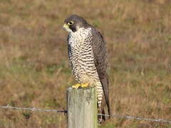 Falco peregrinus pealei