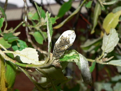 Acraea horta
