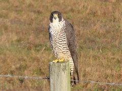 Falco peregrinus pealei