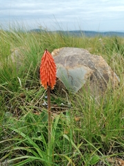 Kniphofia galpinii