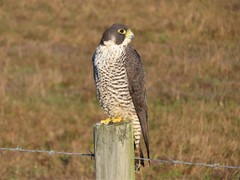 Falco peregrinus pealei