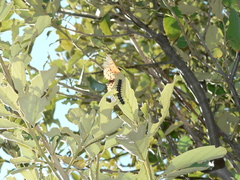 Acraea horta