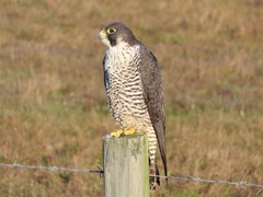 Falco peregrinus pealei