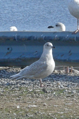 Larus glaucoides