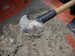 Mactromeris polynyma