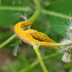 Puccinia lagenophorae