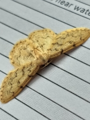 Idaea fumilinea confracta