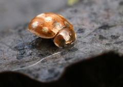 Calvia quindecimguttata