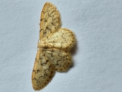 Idaea fumilinea confracta
