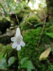 Streptocarpus wilmsii
