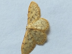 Idaea fumilinea confracta