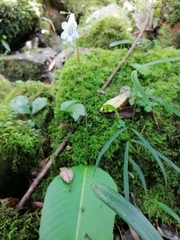 Streptocarpus wilmsii