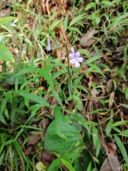 Streptocarpus polyanthus
