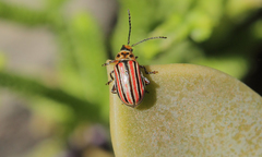 Disonycha bicarinata