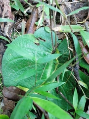 Streptocarpus polyanthus