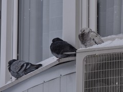 Columba livia domestica