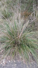 Ampelodesmos mauritanicus