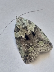 Blenina squamifera