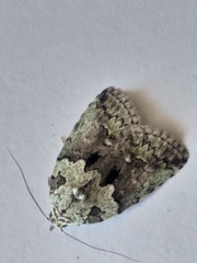 Blenina squamifera