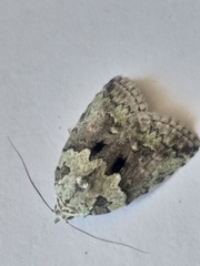 Blenina squamifera